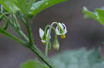 Black nightshade